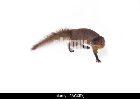 Nahaufnahme von Javan Mongoose oder kleinen asiatischen Mungo (Herpestes javanicus) auf weißem Hintergrund Stockfoto