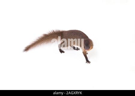 Nahaufnahme von Javan Mongoose oder kleinen asiatischen Mungo (Herpestes javanicus) auf weißem Hintergrund Stockfoto