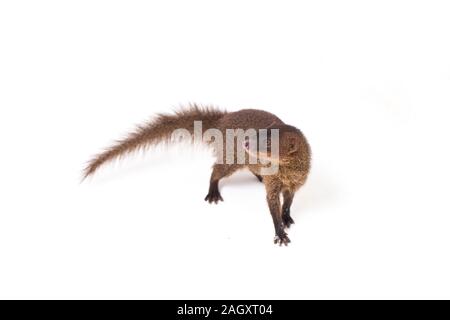 Nahaufnahme von Javan Mongoose oder kleinen asiatischen Mungo (Herpestes javanicus) auf weißem Hintergrund Stockfoto