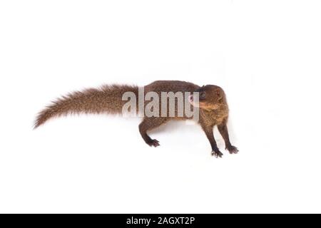 Nahaufnahme von Javan Mongoose oder kleinen asiatischen Mungo (Herpestes javanicus) auf weißem Hintergrund Stockfoto