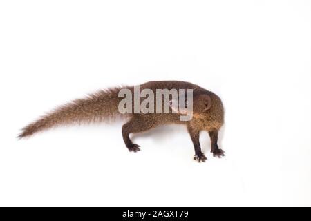 Nahaufnahme von Javan Mongoose oder kleinen asiatischen Mungo (Herpestes javanicus) auf weißem Hintergrund Stockfoto