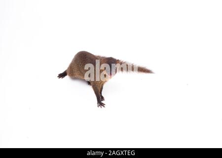 Nahaufnahme von Javan Mongoose oder kleinen asiatischen Mungo (Herpestes javanicus) auf weißem Hintergrund Stockfoto