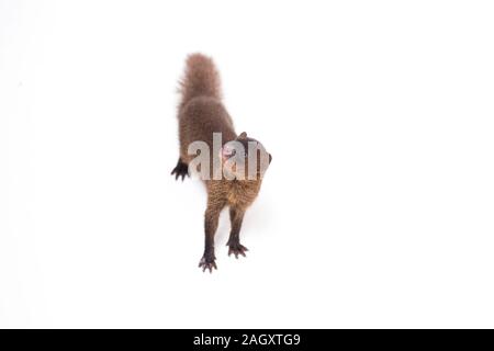 Nahaufnahme von Javan Mongoose oder kleinen asiatischen Mungo (Herpestes javanicus) auf weißem Hintergrund Stockfoto