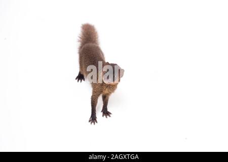 Nahaufnahme von Javan Mongoose oder kleinen asiatischen Mungo (Herpestes javanicus) auf weißem Hintergrund Stockfoto