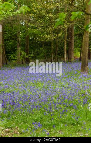 Teppich aus dem englischen Common bluebells (Hyacinthoides non-scripta) in Blüte im Frühling in Bluebell Woods in der Nähe von Godalming, Surrey, England Stockfoto