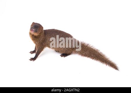 Nahaufnahme von Javan Mongoose oder kleinen asiatischen Mungo (Herpestes javanicus) auf weißem Hintergrund Stockfoto