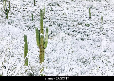 Majestätischer Saguaro Kaktus mit Schnee in einer winterlichen Wüstenlandschaft im Saguaro National Park, Tucson, Arizona, USA Stockfoto