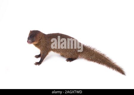 Nahaufnahme von Javan Mongoose oder kleinen asiatischen Mungo (Herpestes javanicus) auf weißem Hintergrund Stockfoto