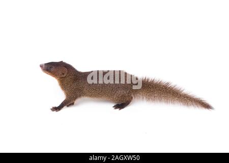 Nahaufnahme von Javan Mongoose oder kleinen asiatischen Mungo (Herpestes javanicus) auf weißem Hintergrund Stockfoto