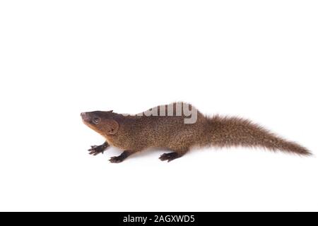 Nahaufnahme von Javan Mongoose oder kleinen asiatischen Mungo (Herpestes javanicus) auf weißem Hintergrund Stockfoto