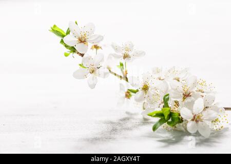 Cherry Plum Zweig mit Blüten auf weißem Hintergrund Stockfoto