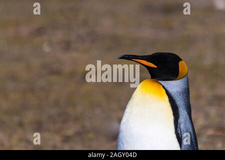 Close-up Profil eines Königs Pinguin, Aptenodytes patagonicus, Hals, Saunders Island, Falkland Inseln, Britisches Überseegebiet Stockfoto