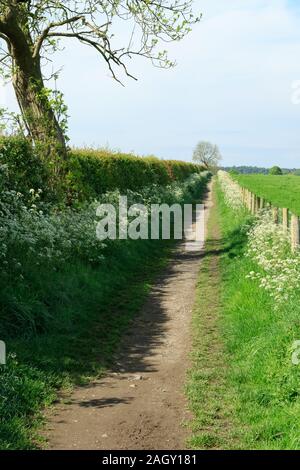 Langer gerader Landweg gesäumt von Hecke, Zaun und weißen Hemlockblumen im Sommer, Harrogate, North Yorkshire, England, Großbritannien. Stockfoto