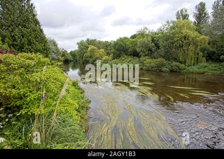 Der Fluss Exe in Bickleigh, Devon, England, UK. (HDR) Stockfoto