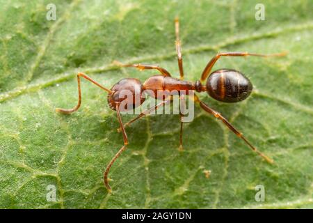 Ein Tischler Ant (Camponotus subarbatus) Sitzstangen auf ein Blatt. Stockfoto