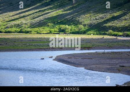 Zwei Wölfe Kreuz Lamar River in Yellowstone Valley Stockfoto