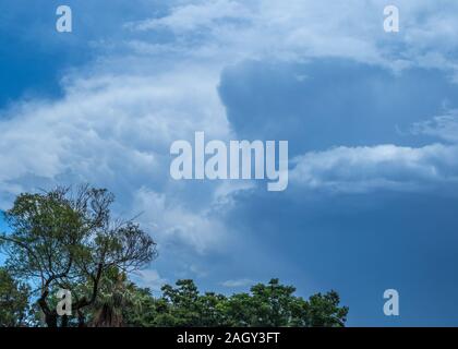 Gewitterwolken aufbauen, über einen grünen Baum Bild für den Hintergrund verwenden im Querformat mit Kopie Raum Stockfoto