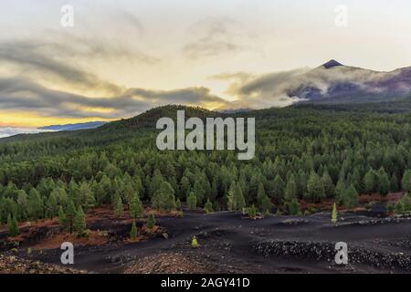 Schwarze Vulkan Felder. Chinyero, Insel Teneriffa. Stockfoto