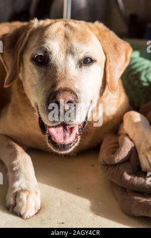 Dramatische Bild eines expresive alten gelben Labrador Retriever mit einem schönen Gesicht. Stockfoto