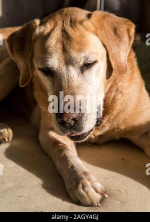 Dramatische Bild eines expresive alten gelben Labrador Retriever mit einem schönen Gesicht. Stockfoto