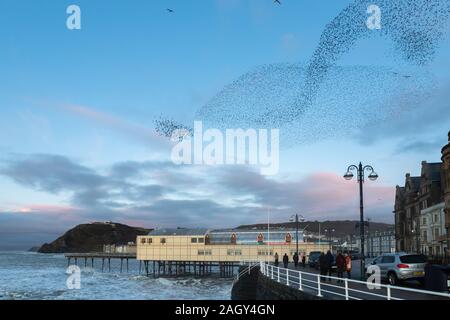 Aberystwyth, Ceredigion, Wales, UK. 22. Dezember 2019 Großbritannien Wetter: Wie die Sonne beginnt am Tag der Wintersonnenwende, Tausende von Staren swoop oberhalb der Stadt Aberystwyth, Bildung murmurations bevor sie sich auf die tragenden Bügeleisen Struktur des Royal Pier, wo Sie relativ Winter Übernachtung Wärme finden. © Ian Jones/Alamy leben Nachrichten Stockfoto