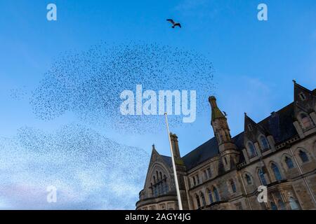 Aberystwyth, Ceredigion, Wales, UK. 22. Dezember 2019 Großbritannien Wetter: Wie die Sonne beginnt am Tag der Wintersonnenwende, Tausende von Staren swoop oberhalb der Stadt Aberystwyth, Bildung murmurations bevor sie sich auf die tragenden Bügeleisen Struktur des Royal Pier, wo Sie relativ Winter Übernachtung Wärme finden. © Ian Jones/Alamy leben Nachrichten Stockfoto