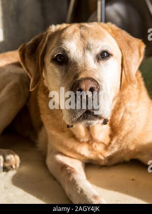 Dramatische Bild eines expresive alten gelben Labrador Retriever mit einem schönen Gesicht. Stockfoto