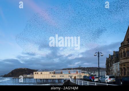 Aberystwyth, Ceredigion, Wales, UK. 22. Dezember 2019 Großbritannien Wetter: Wie die Sonne beginnt am Tag der Wintersonnenwende, Tausende von Staren swoop oberhalb der Stadt Aberystwyth, Bildung murmurations bevor sie sich auf die tragenden Bügeleisen Struktur des Royal Pier, wo Sie relativ Winter Übernachtung Wärme finden. © Ian Jones/Alamy leben Nachrichten Stockfoto