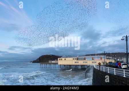 Aberystwyth, Ceredigion, Wales, UK. 22. Dezember 2019 Großbritannien Wetter: Wie die Sonne beginnt am Tag der Wintersonnenwende, Tausende von Staren swoop oberhalb der Stadt Aberystwyth, Bildung murmurations bevor sie sich auf die tragenden Bügeleisen Struktur des Royal Pier, wo Sie relativ Winter Übernachtung Wärme finden. © Ian Jones/Alamy leben Nachrichten Stockfoto