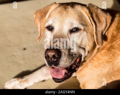 Dramatische Bild eines expresive alten gelben Labrador Retriever mit einem schönen Gesicht. Stockfoto