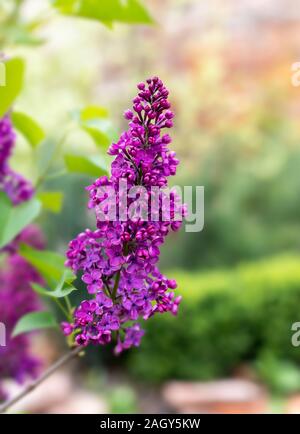 Lila Lila Blumen auf einem verschwommenen Hintergrund. Mai Farben. Ein Zweig voller Blumen. Schönheit. Polen, Masowien. Stockfoto