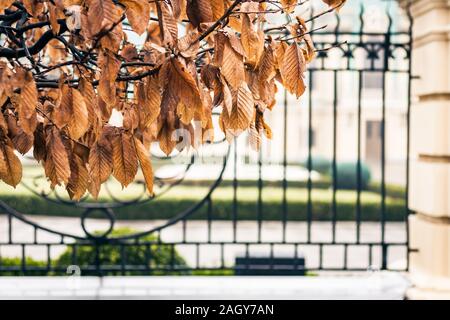 Herbst Blätter orange auf dem Baum mit Eisen Zaun Hintergrund Stockfoto