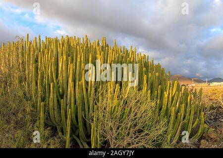 Große Kanarische Wolfsmilch Kaktus in Teneriffa, Spanien. Stockfoto