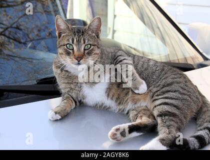 Eine freundliche kastrierte männliche TNR Gemeinschaft cat Lounges auf ein Auto Haube. Stockfoto