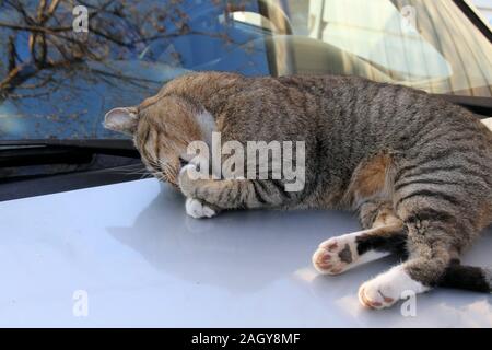 Eine kastrierte männliche TNR Gemeinschaft Katze reinigt seine Füße beim Liegen auf einem Auto Haube. Stockfoto