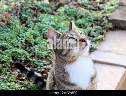 Eine freundliche Gemeinschaft Katze in der TNR Programm sitzt auf einem Garten Wand und schaut in den Himmel. Stockfoto