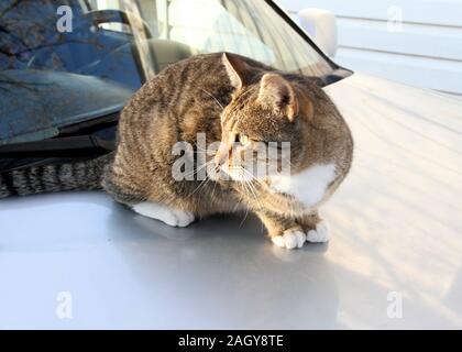 Eine TNR Gemeinschaft Katze hockt auf einem Auto Motorhaube und blickt in die Seite. Stockfoto