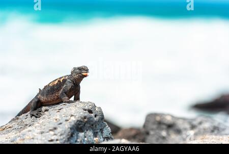 Marine iguana sitzt auf einem Stein, Galapagos, Santa Cruz Island - Port Ayora. Mit selektiven Fokus Stockfoto