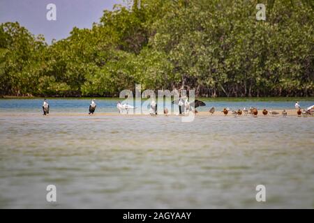 Eine Gruppe der Vögel stehen auf einem Sandstrand im saloum Lagune, Senegal. Es ist ein Wildlife Foto von Enten, Möwen und Kormorane. Es ist ein Vogelschutzgebiet in Stockfoto