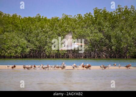 Eine Gruppe der Vögel stehen auf einem Sandstrand im saloum Lagune, Senegal. Es ist ein Wildlife Foto von Enten, Möwen und Flying Pelican. Es ist ein Vogel Stockfoto