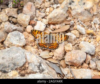 Flockenblume Fritillaryschmetterling Melitaea phoebe Aalen in der Sonne in der spanischen Landschaft in der Montes Universales an Albarracin Spanien Stockfoto