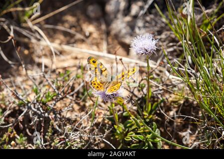 Lasiommata megera Wall Brown Schmetterling im englischen Peak District Stockfoto