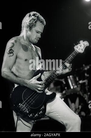 Red Hot Chili Peppers Flea (Michael Peter Balzary) am großen Holz, Mansfield Ma, USA 1992 Foto von Bill belknap Stockfoto