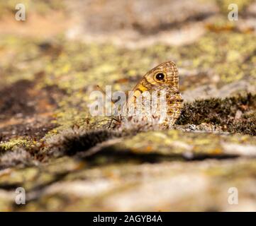 Große Wand Braun butterfly Lasiommata maera Sonnenbaden auf den Felsen in der spanischen Landschaft in der Montes Universales an Albarracin Spanien Stockfoto