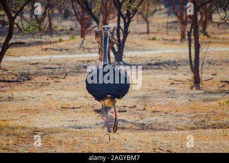 Ausführen von Strauß in Reserve, bandia Senegal. Es ist ein männlicher der Gemeinsamen Strauß, Struthio camelus, die ihr Territorium zu schützen. Es ist für die Tierwelt Foto Stockfoto