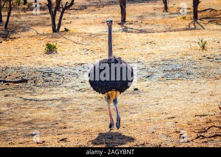 Ausführen von Strauß in Reserve, bandia Senegal. Es ist ein männlicher der Gemeinsamen Strauß, Struthio camelus, die ihr Territorium zu schützen. Es ist für die Tierwelt Foto Stockfoto