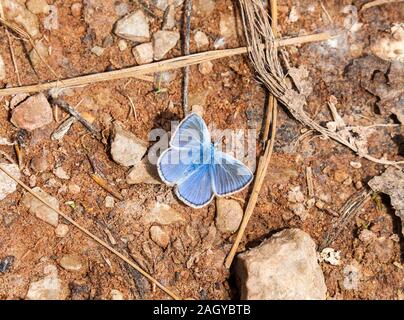 Amanda's Blauer Schmetterling Polyommatus amandus im Erdgeschoss in der Montes Universales an Albarracin Spanien Stockfoto