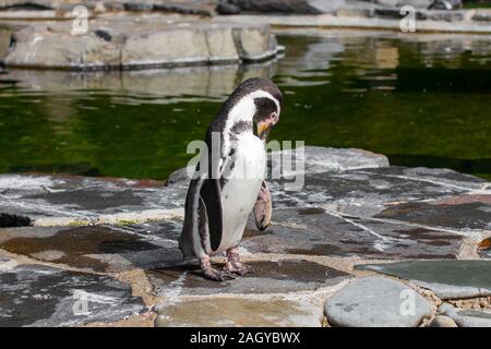 Ein stehender Pinguin Nahaufnahme Stockfoto