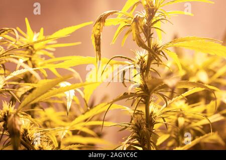 Anbau Arzneimittel grüne Knospen. indoor Cannabis marihuana wachsen unter einem Natrium Entladelampe warmen Spektr. Stockfoto