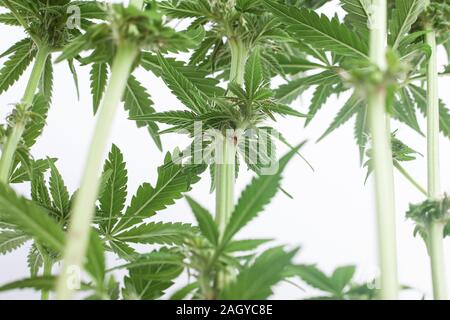 Zweige eines blühenden Hanf bush Ansicht von unten. cannabis Filialen mit jungen Blätter. Stockfoto